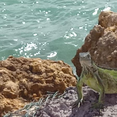 דירות לה מול Les Pieds Dans L'Eau Chez Syl מראה חיצוני תמונה
