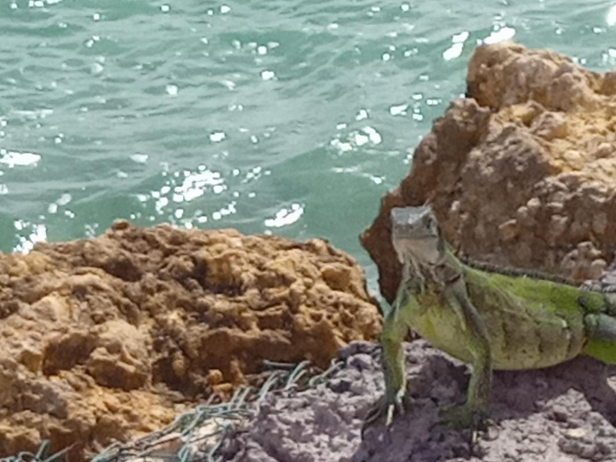 דירות לה מול Les Pieds Dans L'Eau Chez Syl מראה חיצוני תמונה